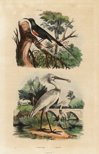 Sunbird hermoso, Cinnyris pulchella, y espátula común, Platalea leucorodia de Unbekannt