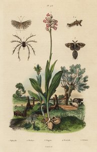 Orquídea abeja, orquídea mono, polilla oxidada, polilla de veinte plumas y ácaro Oribata geniculata de Unbekannt