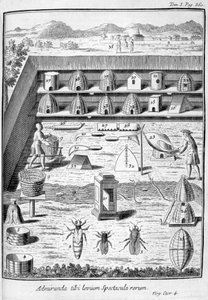 Apicultura, 1775