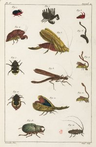 Escarabajos y otros insectos, América del Sur de Unbekannt