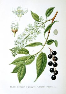 Cerezo de Racimo, 1893 de Unbekannt
