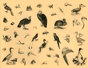 Aves, c1910 de Unbekannt
