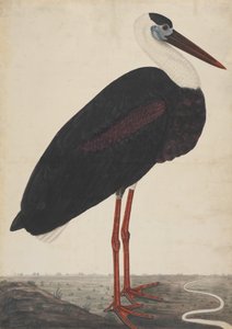 Cigüeña negra en un paisaje, ca. 1780 de Unbekannt