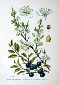 Endrino, 1893