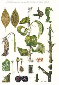 Tabla botánica de parásitos de árboles frutales de Unbekannt