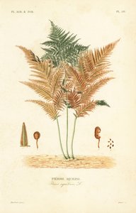 Helecho común, Pteridium aquilinum de Unbekannt