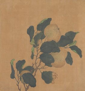 Rama de árbol con fruta de Unbekannt