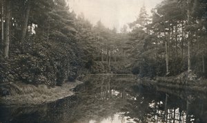 Branksome Chine y Lago, c1910 de Unbekannt