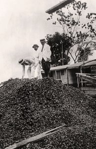 Nueces de Brasil cosechadas del Valle del Amazonas, c1900s de Unbekannt