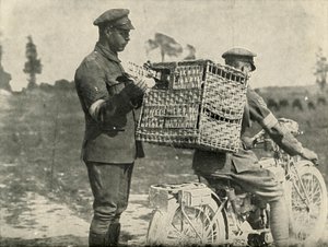 Palomas mensajeras del ejército británico en Francia, 1919 de Unbekannt