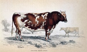 British Short Horn, 1839