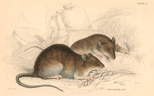 Rata marrón Rattus rattus, 1828 de Unbekannt