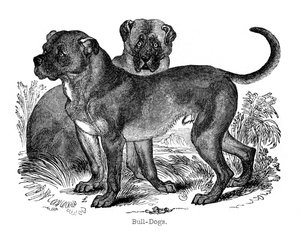 Bulldog, 1848 de Unbekannt