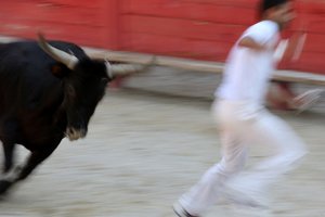 Corrida de toros (Course camarguaise). Un espectáculo incruento (para los toros) en el que el objetivo es arrancar una roseta de la cabeza de un toro, Vallabrègues, Francia de Unbekannt