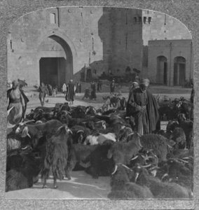 Comprando cabras en la Puerta de Damasco, Jerusalén, c. 1900 de Unbekannt