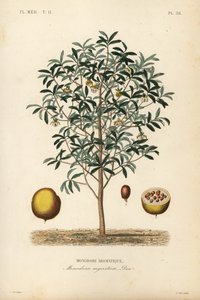 Nuez de calabaza, Monodora myristica, Monodore aromatique