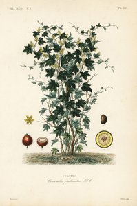 Árbol de calumba, Jateorhiza columba de Unbekannt