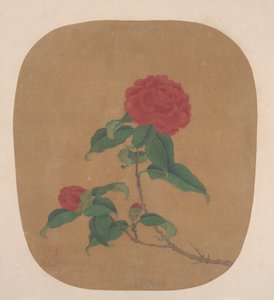 Flores de camelia
