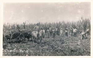 Corte de caña, c1930 de Unbekannt