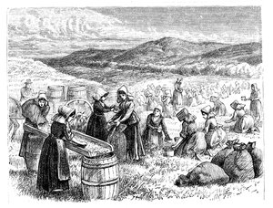 Mujeres de Cape Cod recogiendo y clasificando arándanos, 1875