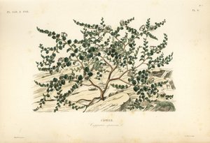 Alcaparra o rosa de Flinders, Capparis spinosa de Unbekannt