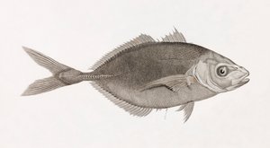 Caranx Lune, primer plano de Unbekannt
