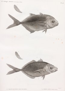 Caranx Sauteur & Caranx Lune de Unbekannt