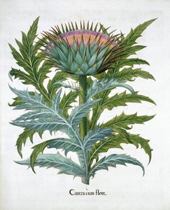 Cardo, 1613