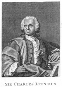 Carolus Linnaeus, naturalista sueco del siglo XVIII de Unbekannt