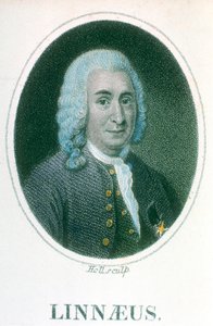 Carolus Linnaeus, naturalista sueco del siglo XVIII, principios del siglo XIX