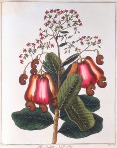 Anacardo - Anacardium occidentale, c1798 de Unbekannt