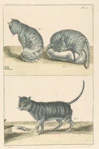 Gatos de Unbekannt