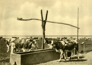 Ganado bebiendo en un abrevadero, Burgenland, Austria de Unbekannt
