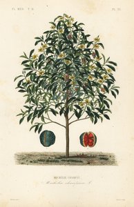 Árbol de champaca, Magnolia champaca de Unbekannt