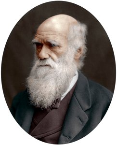 Charles Darwin, naturalista británico, 1878 de Unbekannt