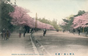 Cerezos en flor en el Parque Uyeno Tokio, c. 1910 de Unbekannt