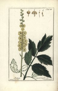 Cimicifuga Cimicifuga racemosa o Cohosh negro, Actaea racemosa (actea racemosa) de Unbekannt