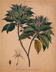 Cinchona. La corteza de los jesuitas caribeños, 1801 de Unbekannt