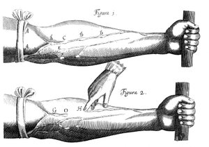 Circulación de la sangre, 1628 de Unbekannt