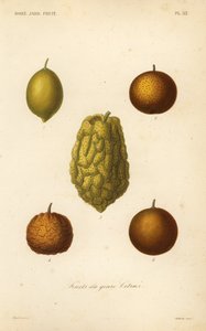 Frutas cítricas