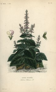 Salvia sclarea, Salvia sclarea, Sauge sclaree de Unbekannt