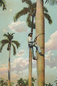Subiendo la Palma Real, 1910