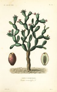 Cactus cochinilla, Nopalea cochenillifera, Opuntia cochenillifera, Cactus cochenillifer, Cactus coccinellifer, Cactus a cochenilles de Unbekannt
