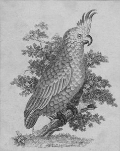 Cacatúa, siglo XIX