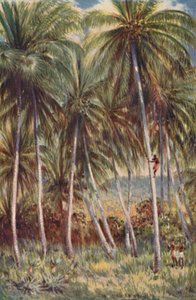 Palmeras de Coco en el Norte de Queensland, 1923