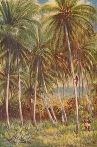 Palmeras de coco, 1924