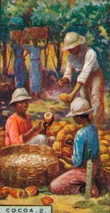 Cacao, 2. - Abriendo las vainas, Trinidad, 1928 de Unbekannt