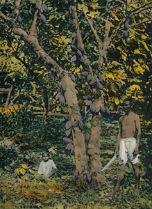 Cacao en plena producción, Trinidad y Tobago de Unbekannt