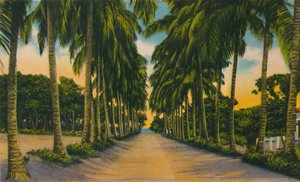 Avenida de los Cocoteros, Barranquilla, c1940s de Unbekannt