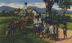 Vendedor de cocos, Trinidad, B.W.I., c. 1940s